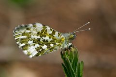 Elegante Schönheit - Aurorafalter (Anthocharis cardamines)