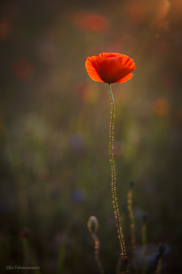 Elegante Schönheit im Abendlicht