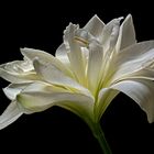 ELEGANTE SCHÖNHEIT - ( Stacking Bild )