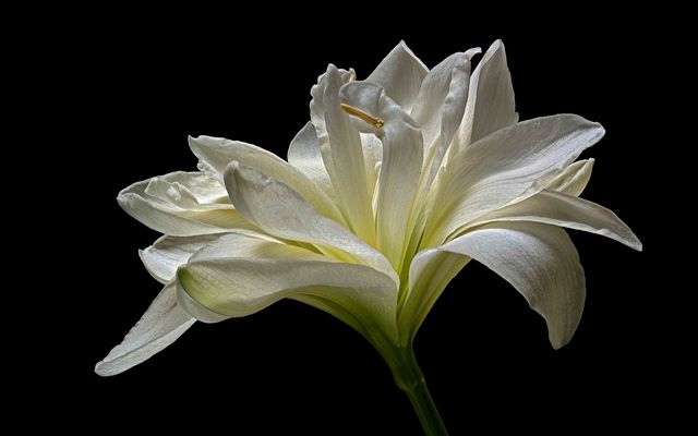 ELEGANTE SCHÖNHEIT - ( Stacking Bild )