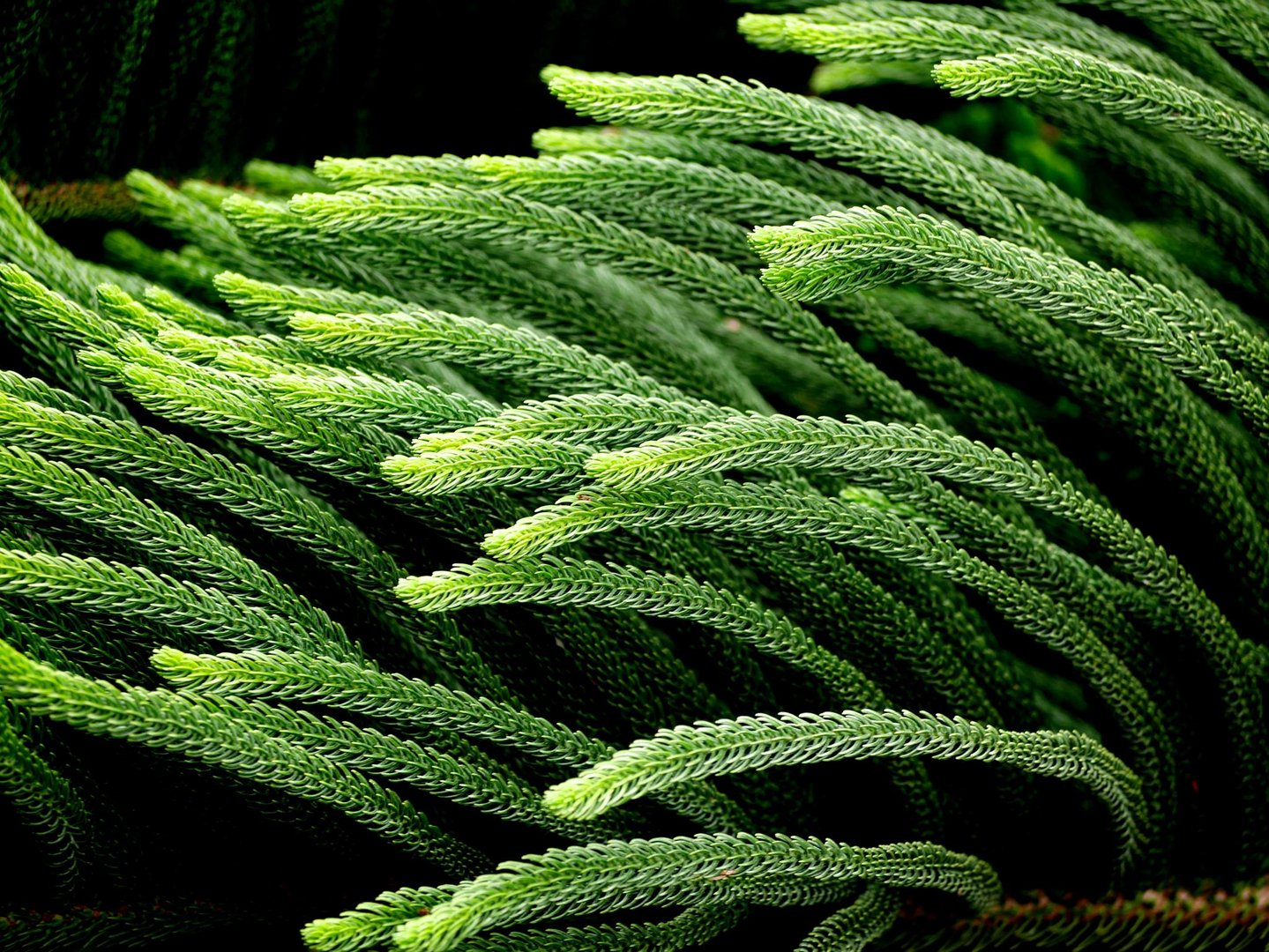 élégante verdure