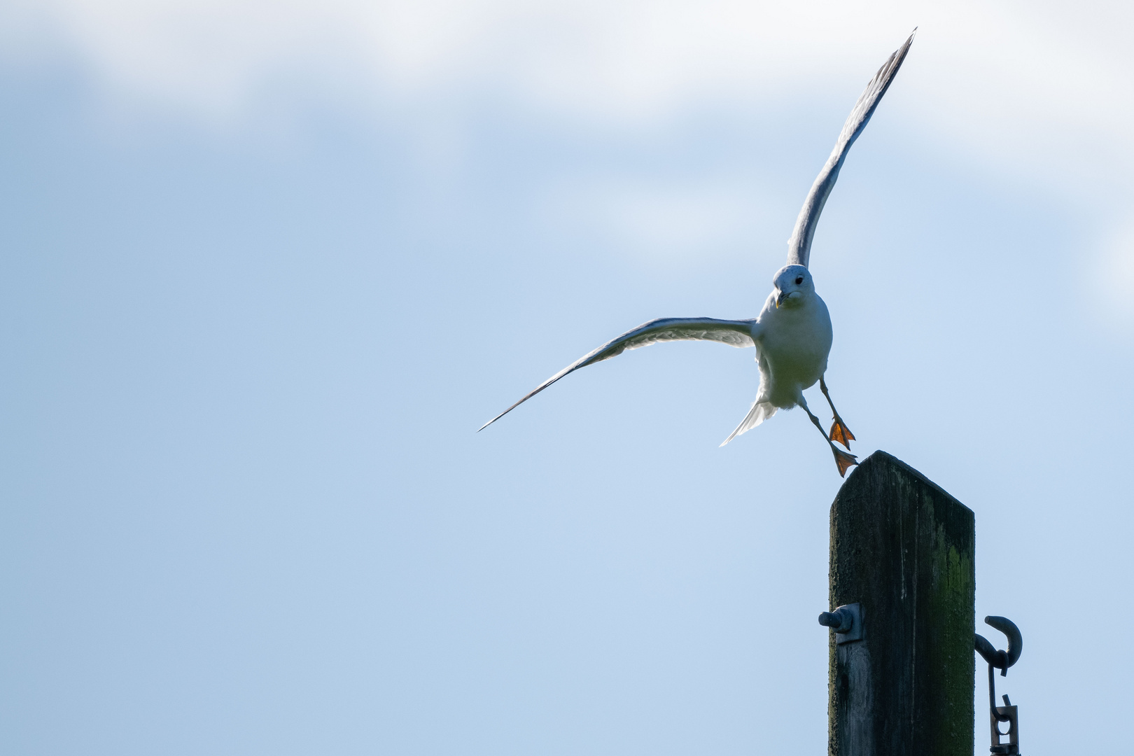 Eleganter Absprung