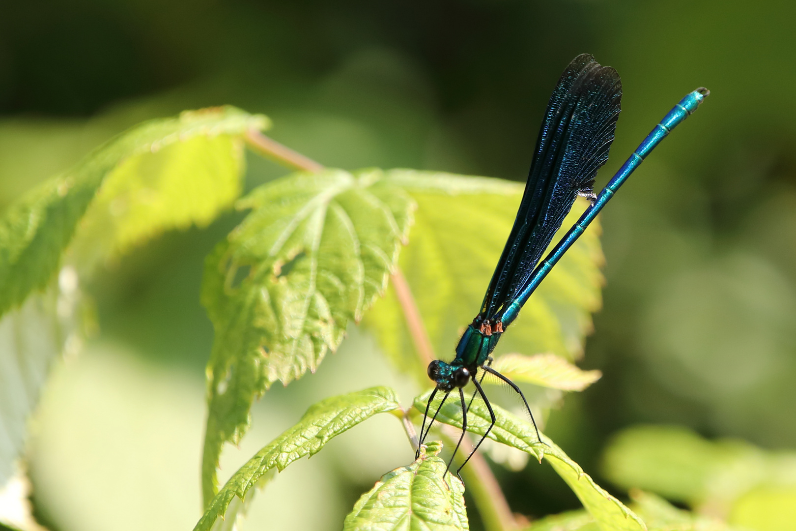 eleganter Besuch