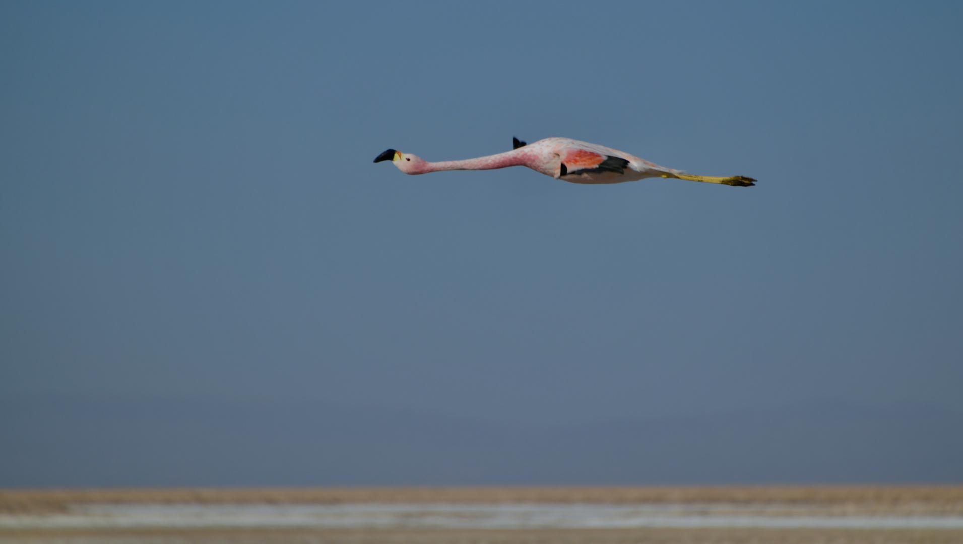 "Eleganter Flieger .............................."