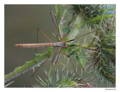 Eleganter Flieger