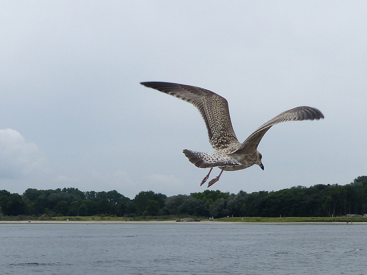 eleganter Flug