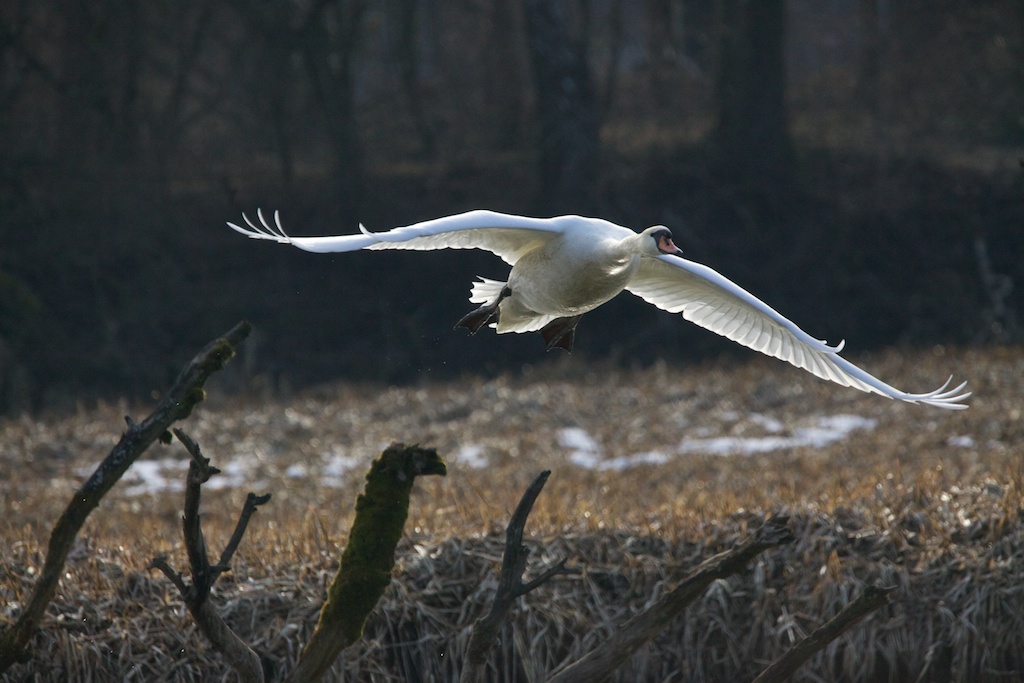 Eleganter Flug