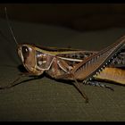 Eleganter Grashopper