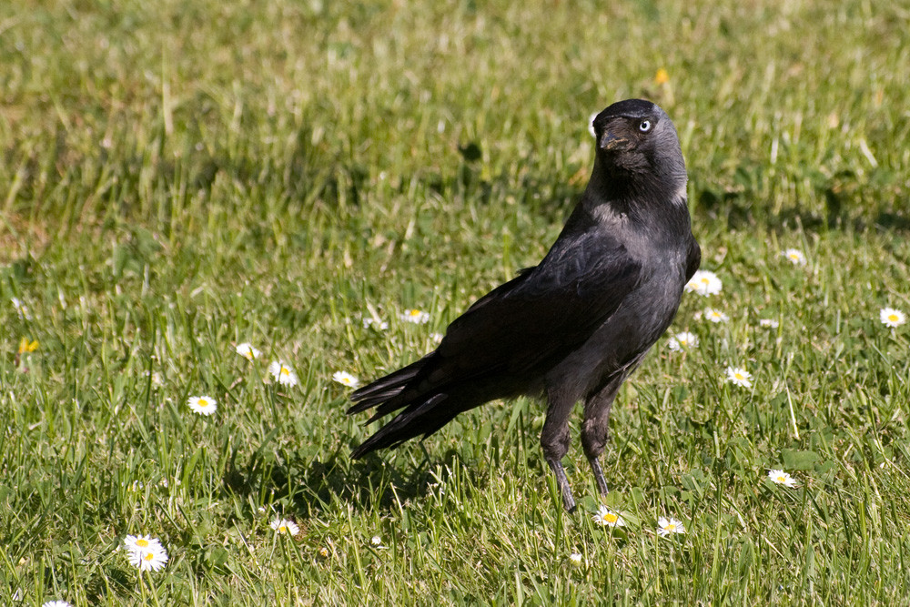 Eleganter Herr in schwarz