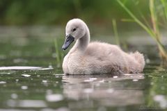 ... eleganter kleiner Schwan ...