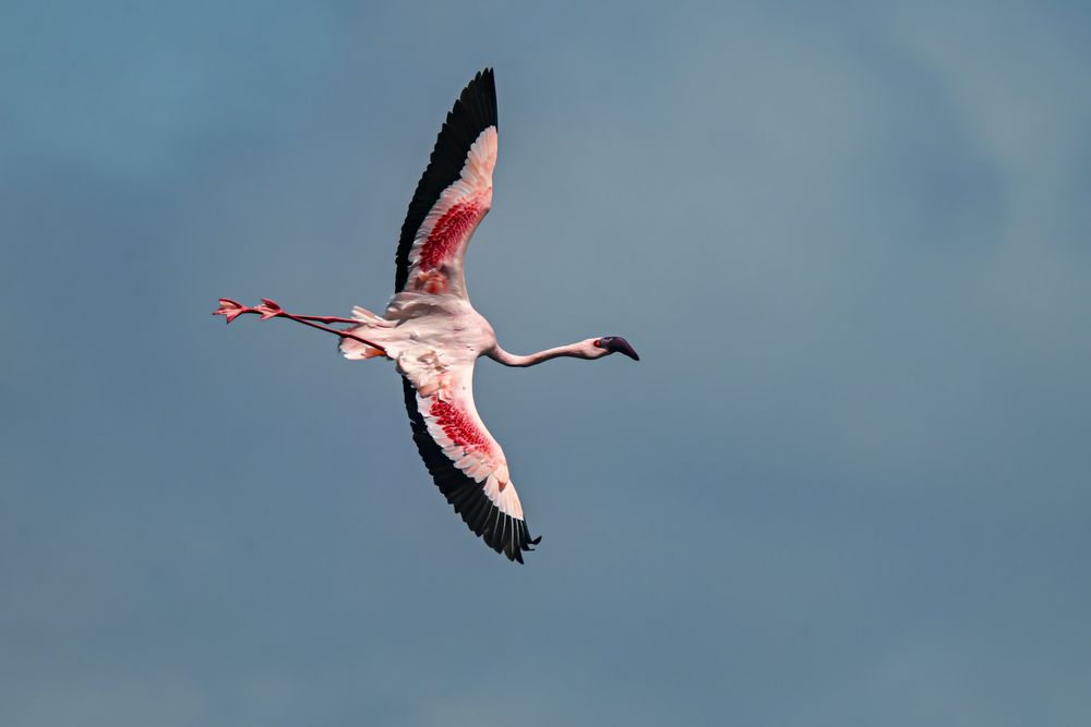 Eleganter Kurvenflug