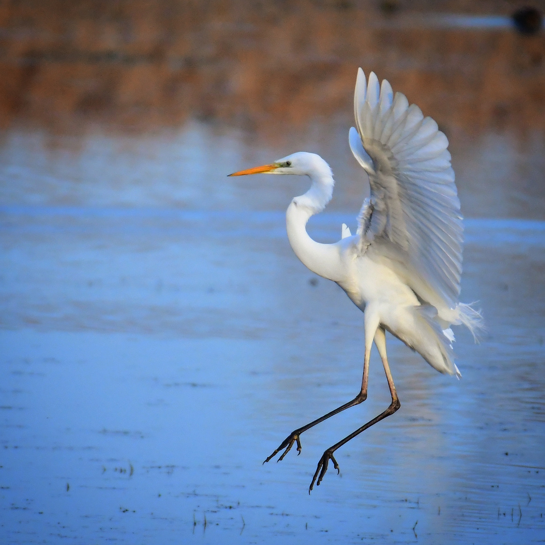 Eleganter Landeanflug