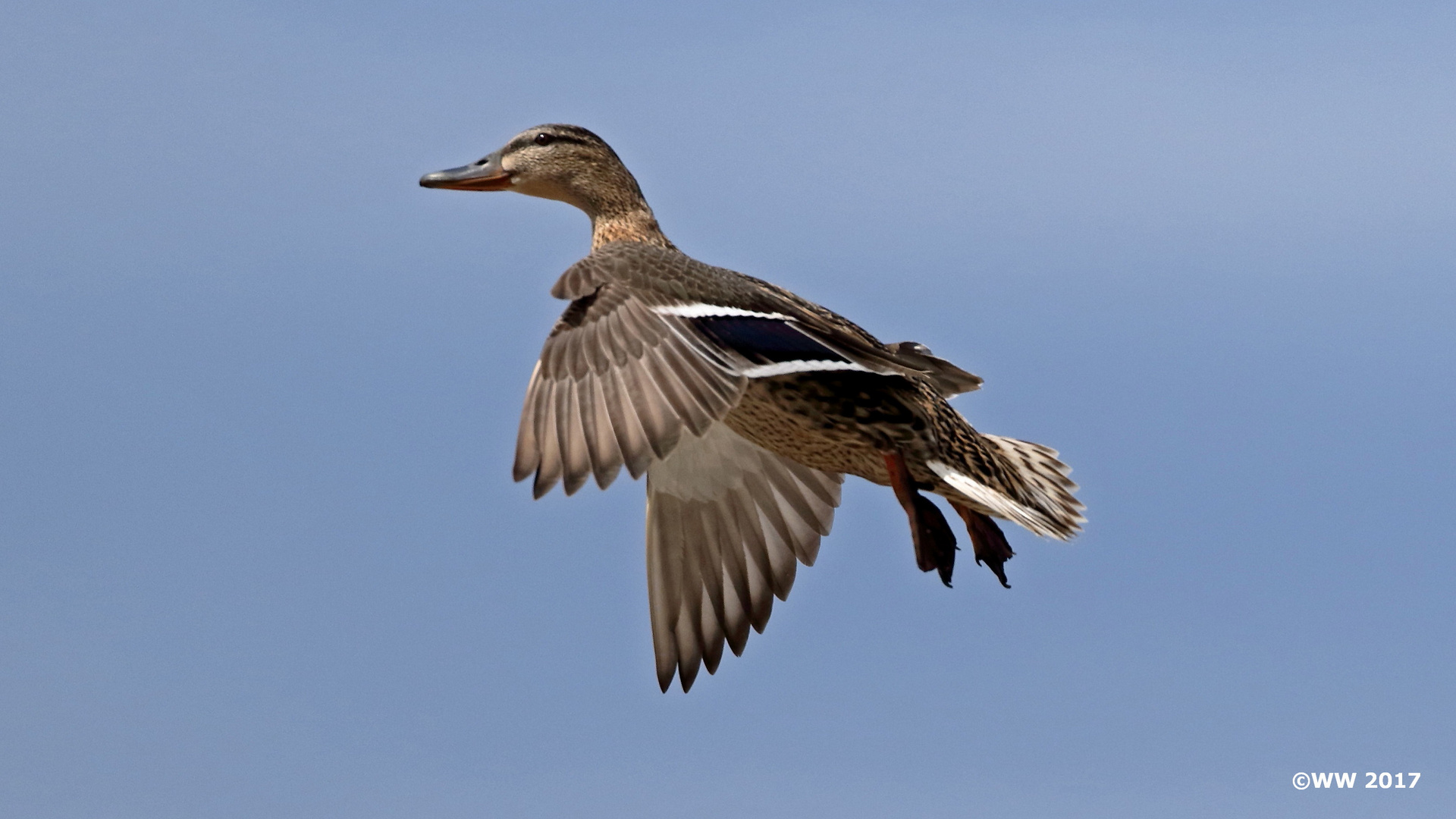 Eleganter Landeanflug...