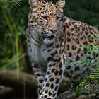 Eleganter Leopard