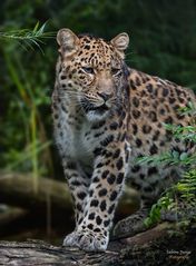 Eleganter Leopard