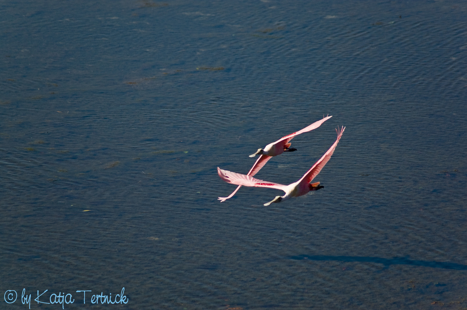 Eleganter Paarflug