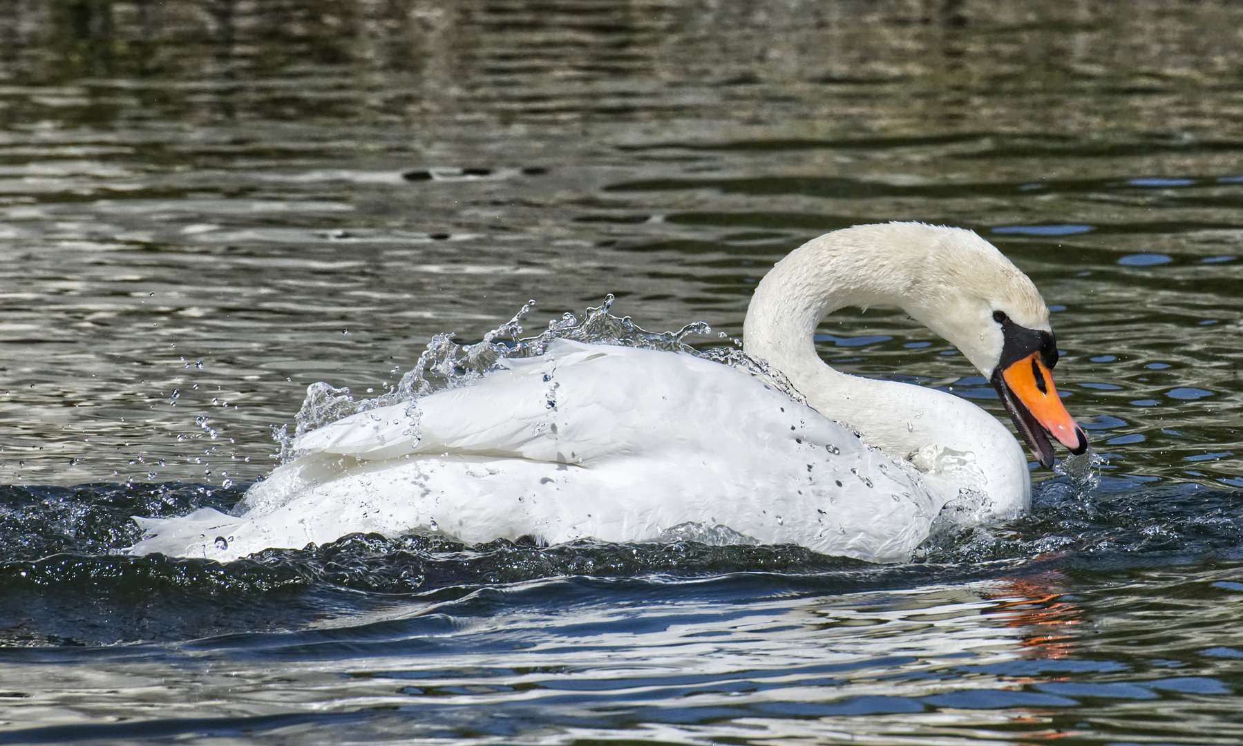 Eleganter Schwan