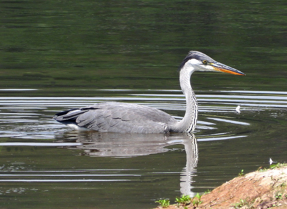 Eleganter Schwimmer