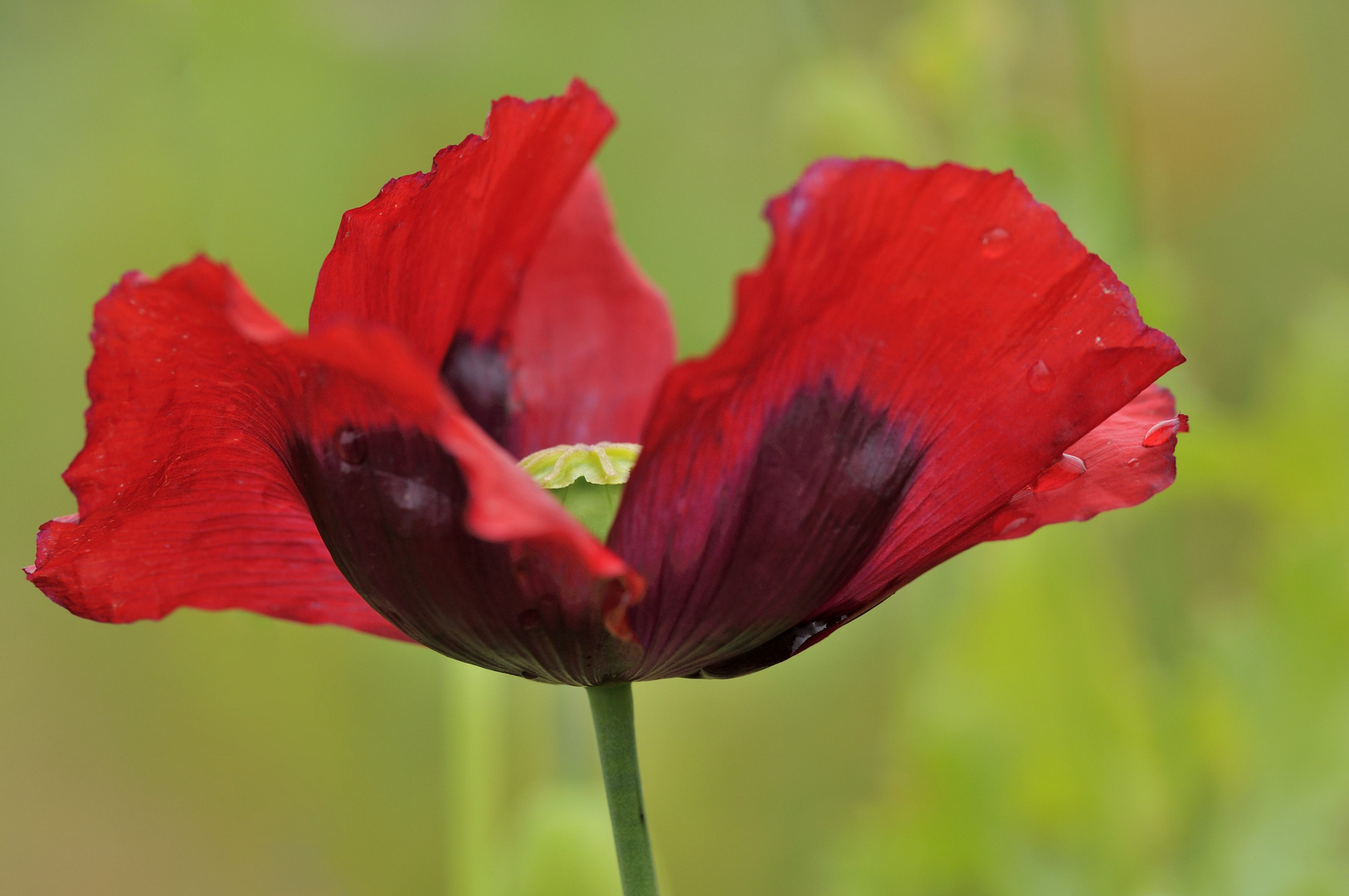 ...eleganter Tanz im Wind