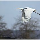 Eleganter Vorbeiflug