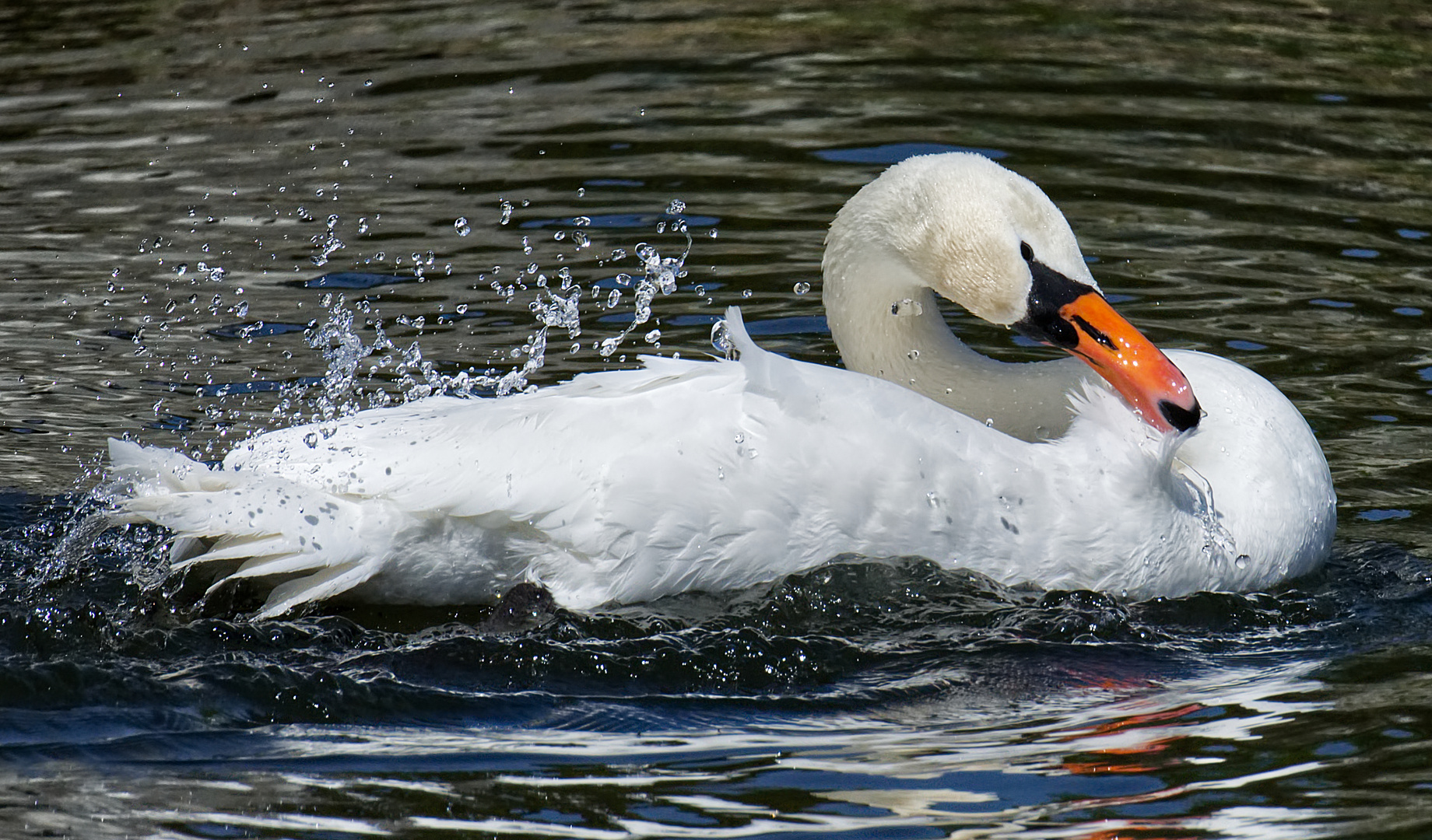 Eleganter weißer Schwan