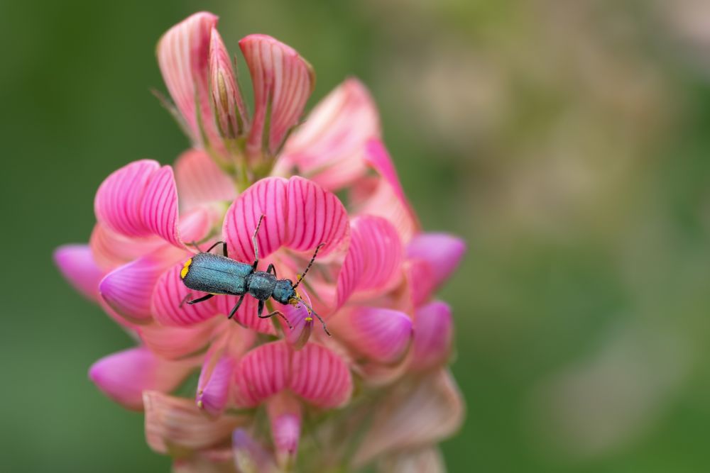 Eleganter Zipfelkäfer an Esparsette