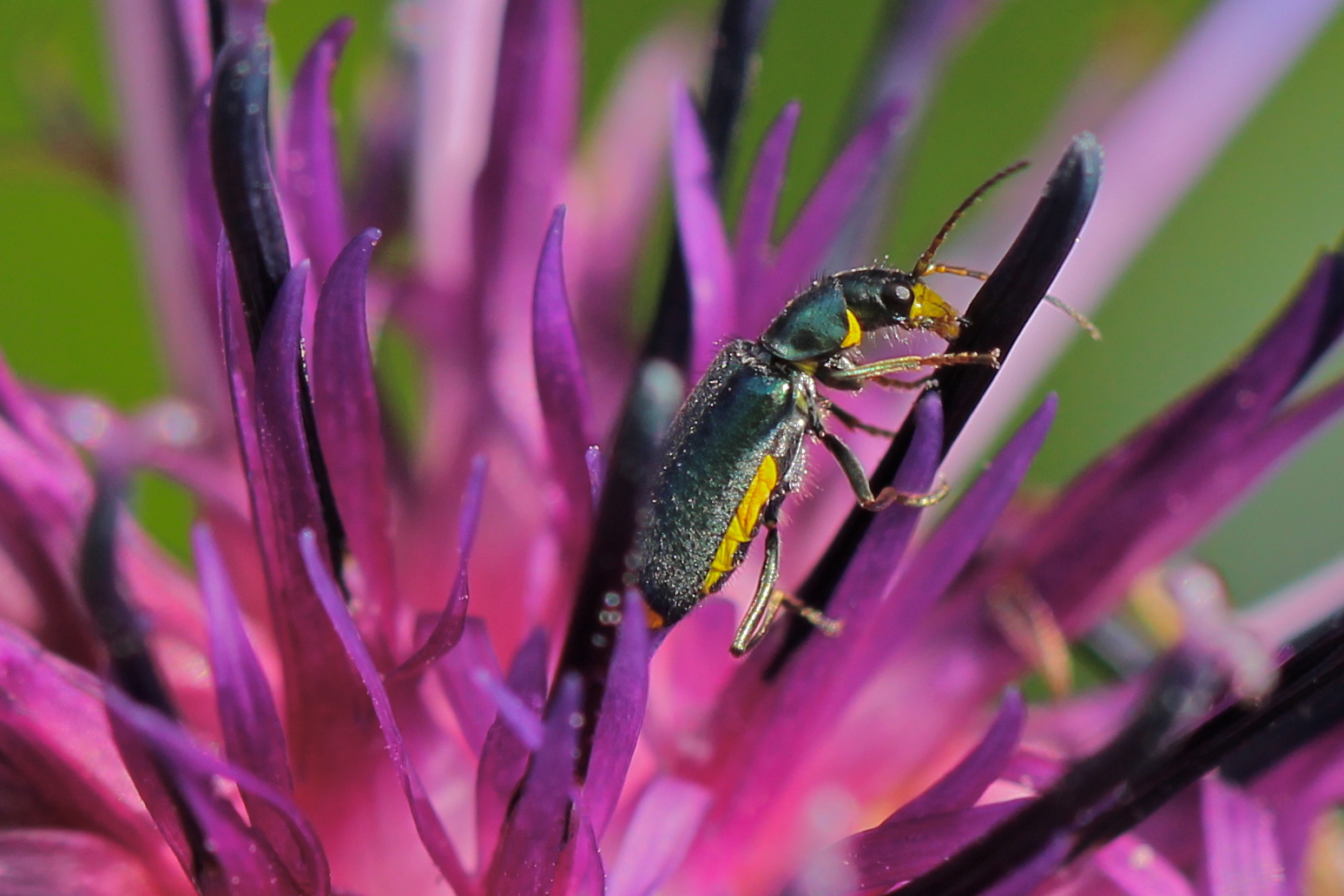 Eleganter Zipfelkäfer (Clanoptilus elegans)....