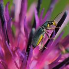 Eleganter Zipfelkäfer (Clanoptilus elegans)....