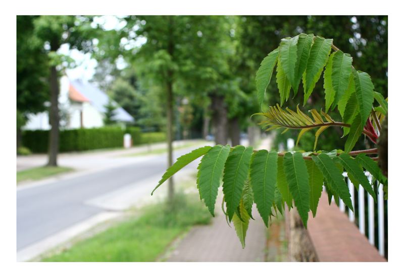 Elegantes Laub in trister Straße