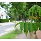 Elegantes Laub in trister Straße