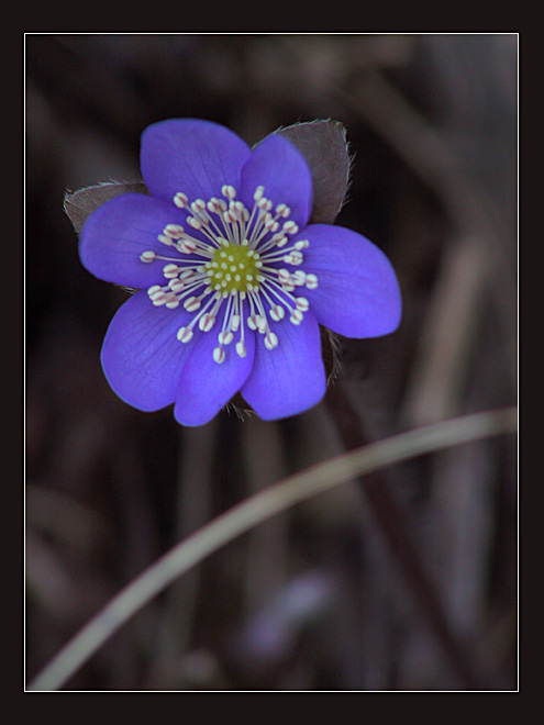 Elegantes Leberblümchen