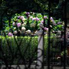 Eleganti giardini nascosti a Milano