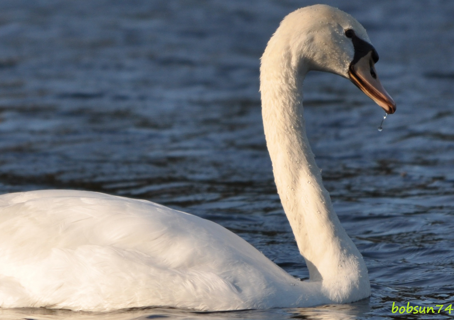 Elegant,stolz und anmutig