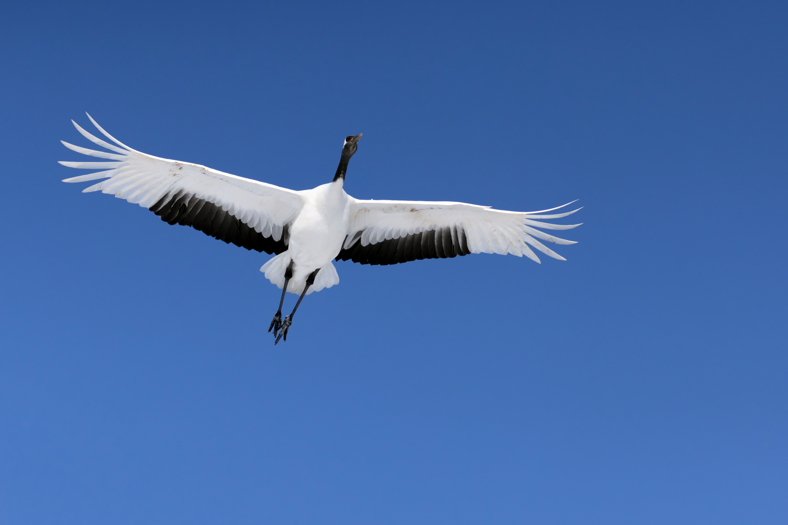 Eleganz am Himmel