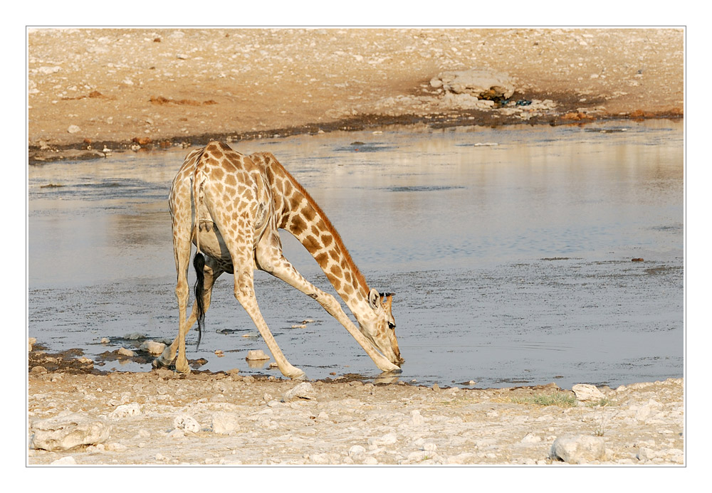 Eleganz am Wasserloch