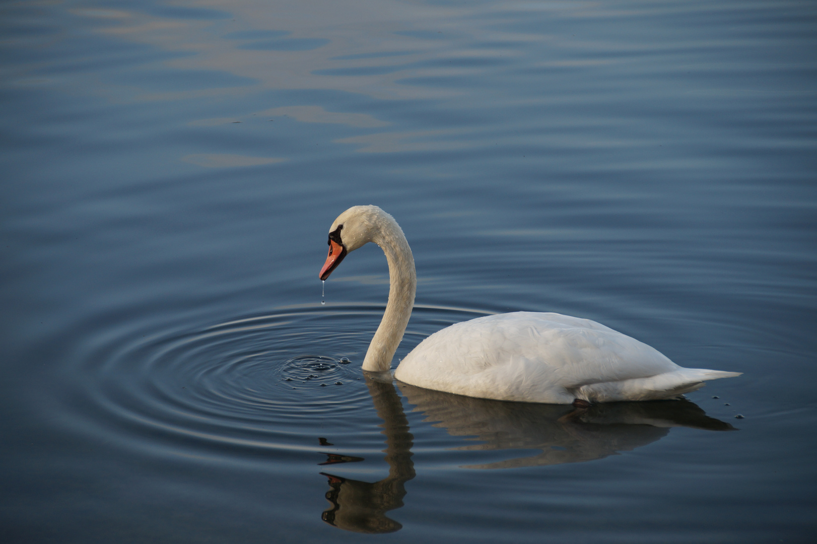 Eleganz auf dem Wasser