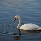 Eleganz auf dem Wasser