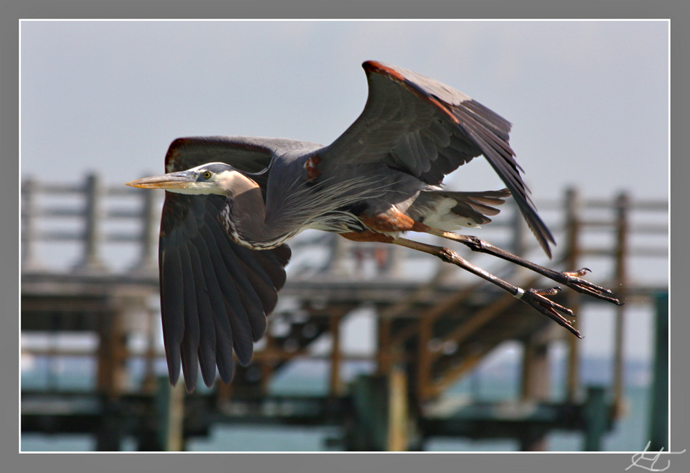 Eleganz der Lüfte - Great Blue Heron