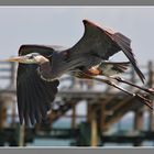 Eleganz der Lüfte - Great Blue Heron