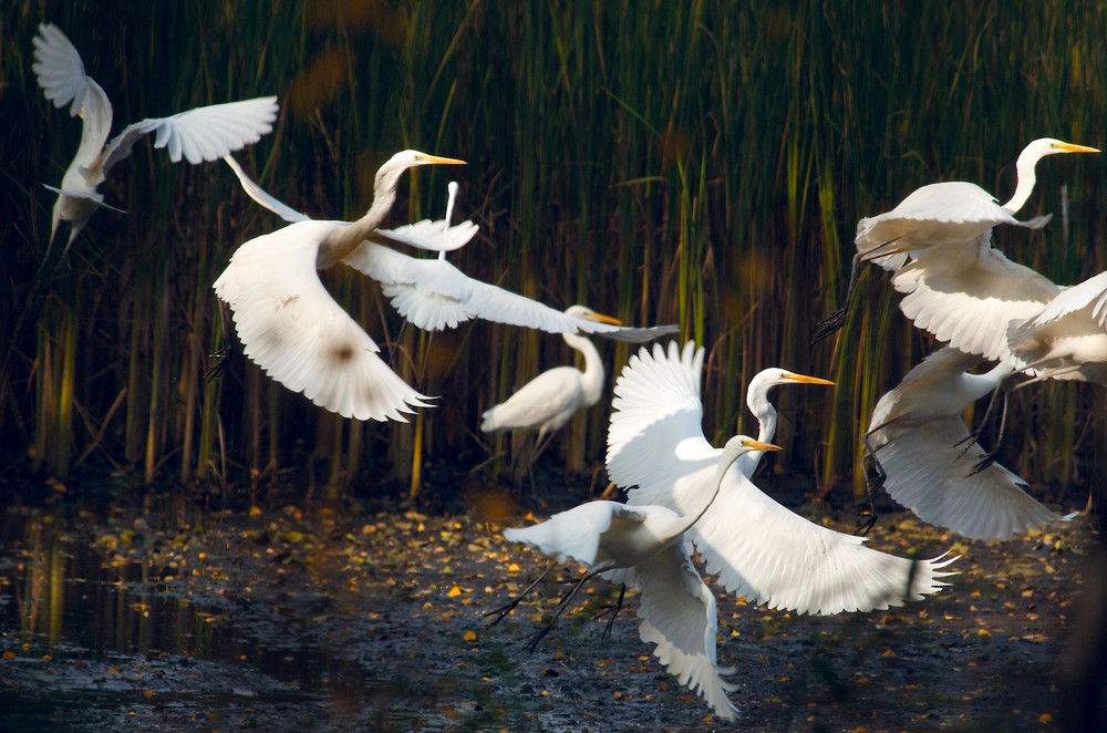 Eleganz der Silberreiher