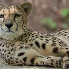 Eleganz - Gepard