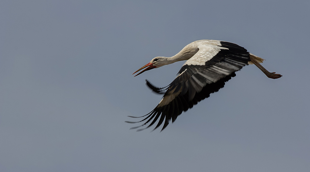 Eleganz im Flug