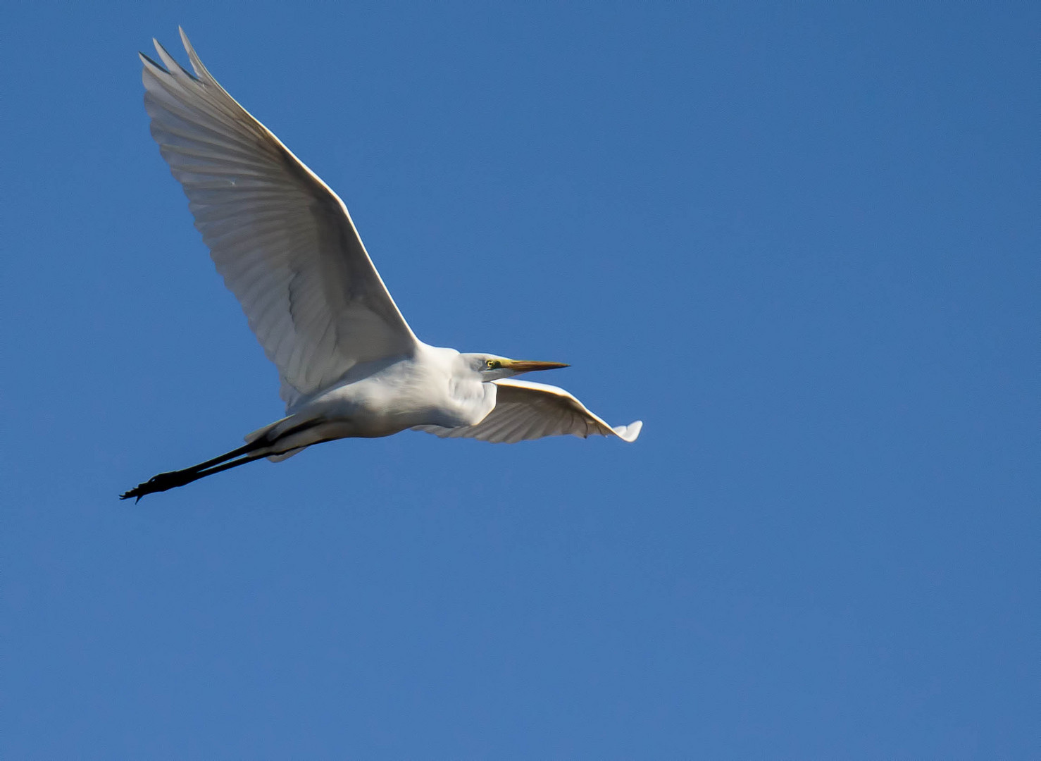 Eleganz im Flug ...