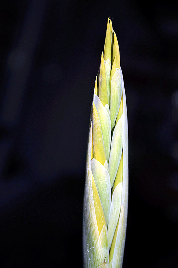 Eleganz im Garten