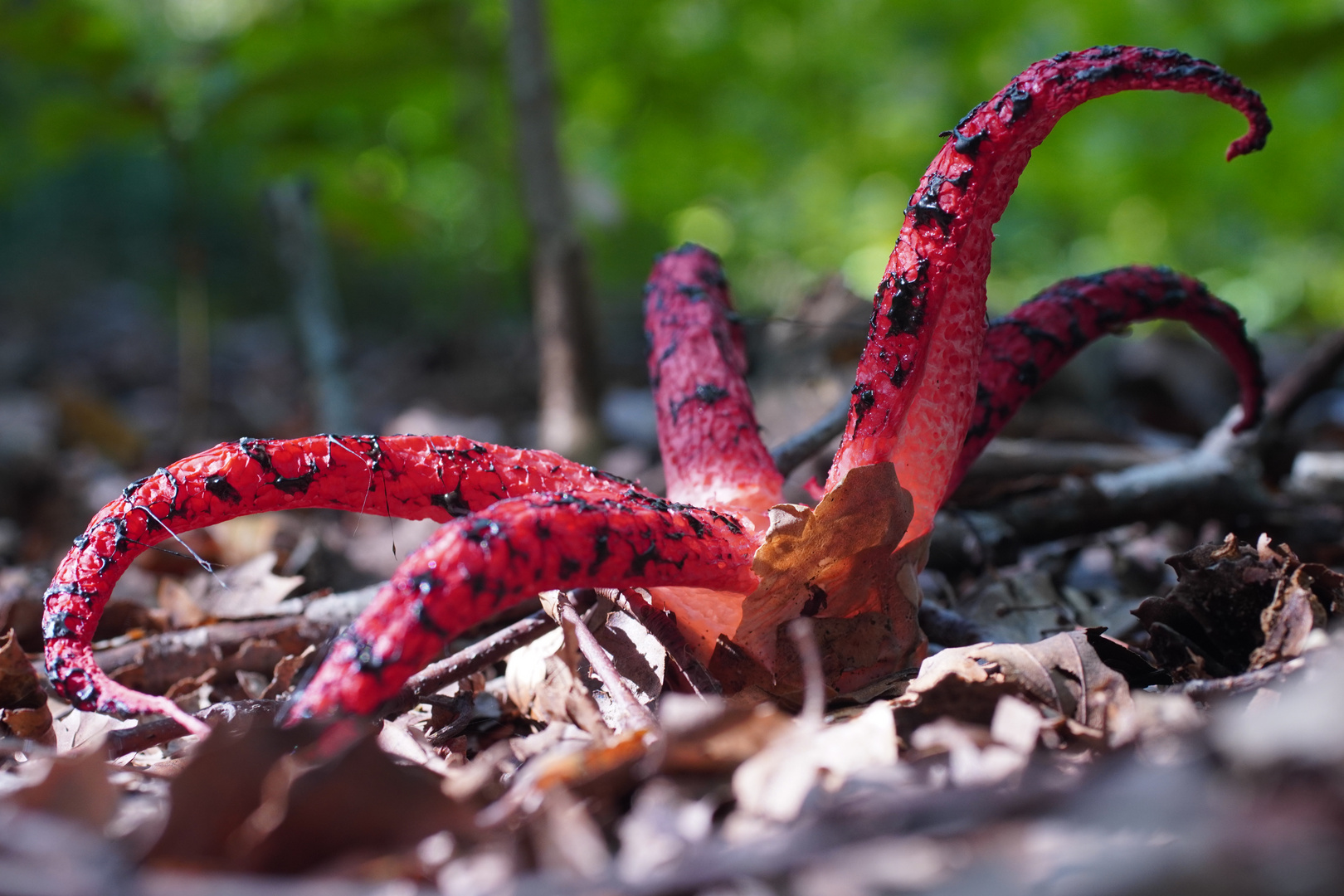 Eleganz im Wald