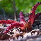 Eleganz im Wald