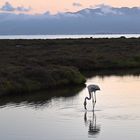 Eleganz in der Abenddämmerung