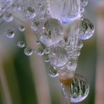 Eleganz in der Natur