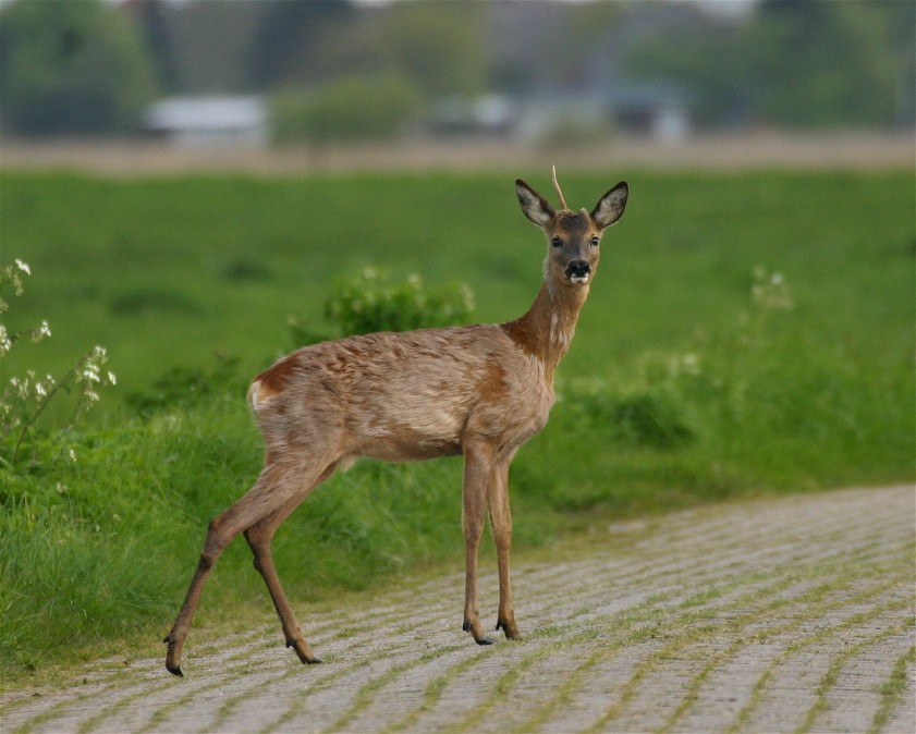 Eleganz mit kleinen Macken