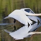 Eleganz über dem Wasser